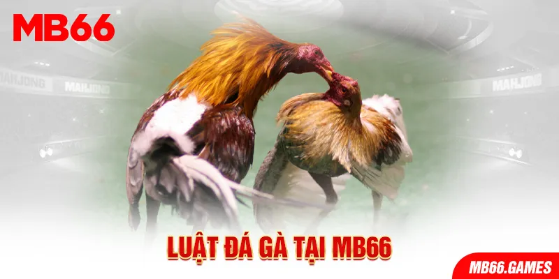 Luật chơi đá gà Thomo tại MB66