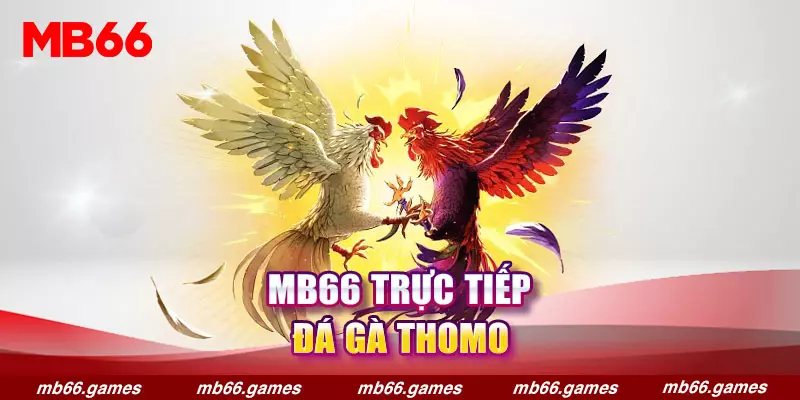 MB66 trực tiếp đá gà Thomo