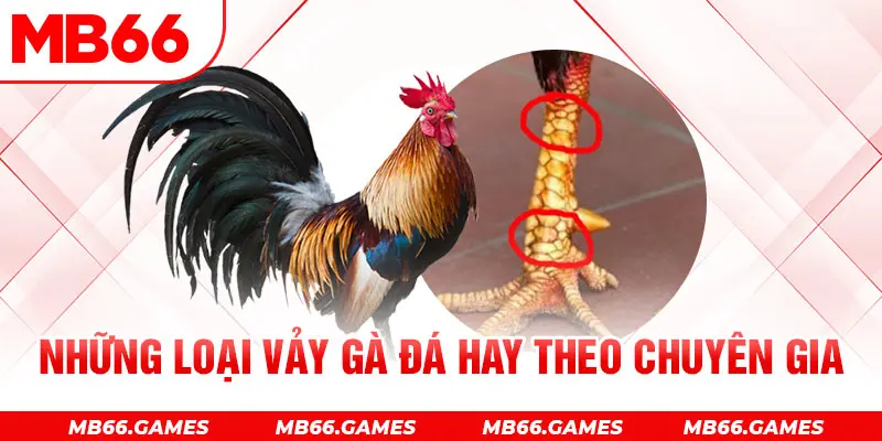 Những loại vảy gà đá hay theo chuyên gia