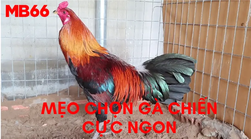 Mẹo chọn gà chiến cực ngon tại MB66