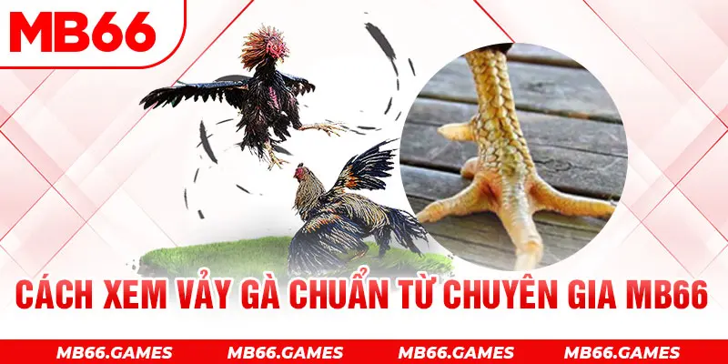 Cach-xem-vay-ga-chuan-tu-chuyen-gia-MB66