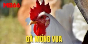 Gà mồng vua