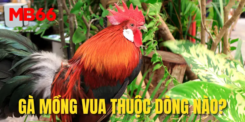 Gà mồng vua thuộc dòng nào?