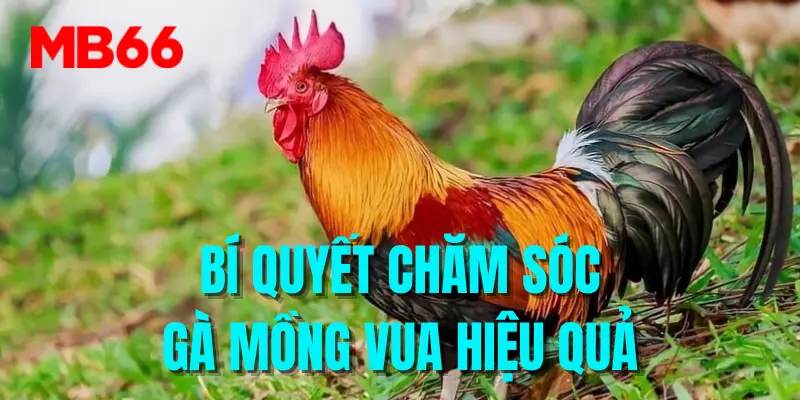 Bí quyết chăm sóc gà mồng vua hiệu quả