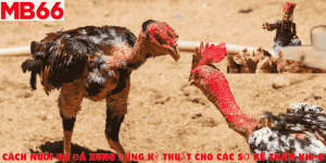 Cách nuôi gà đá xung đúng kỹ thuật cho các sư kê tham khảo