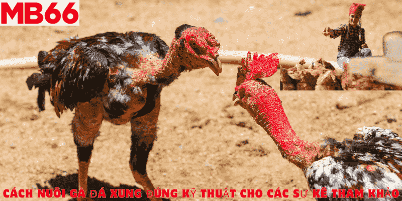 Cách nuôi gà đá xung đúng kỹ thuật cho các sư kê tham khảo