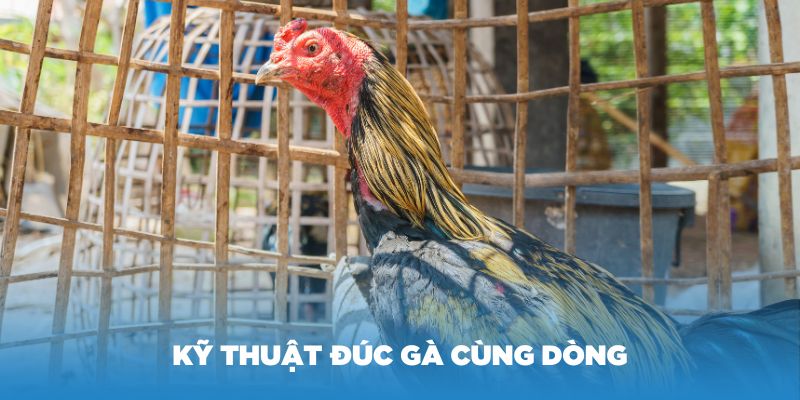 Hướng dẫn kỹ thuật đúc gà cùng dòng