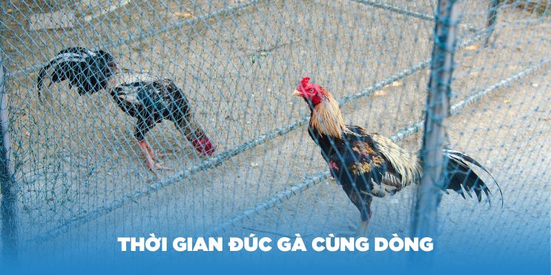 Thời gian đúc gà cùng dòng không cụ thể