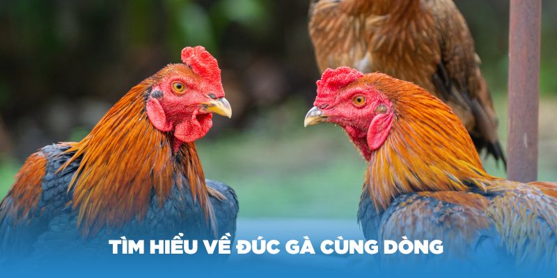 Tìm hiểu về đúc gà cùng dòng và ý nghĩa